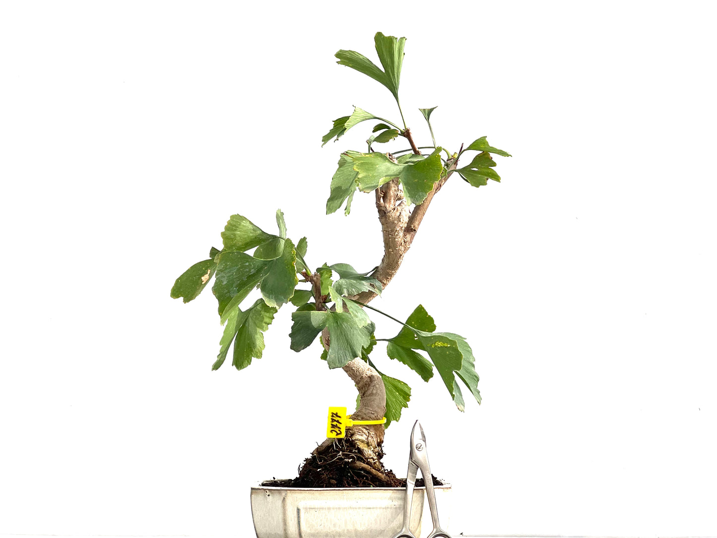 Ginkgo Biloba 2777