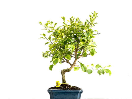 Durantha Repens Aura 2773
