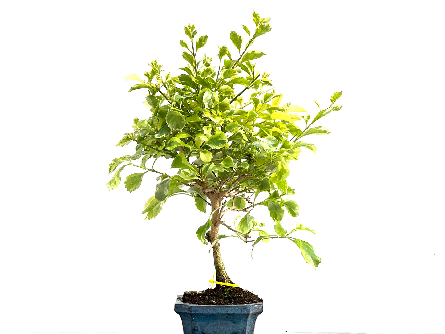 Durantha Repens Aura 2773