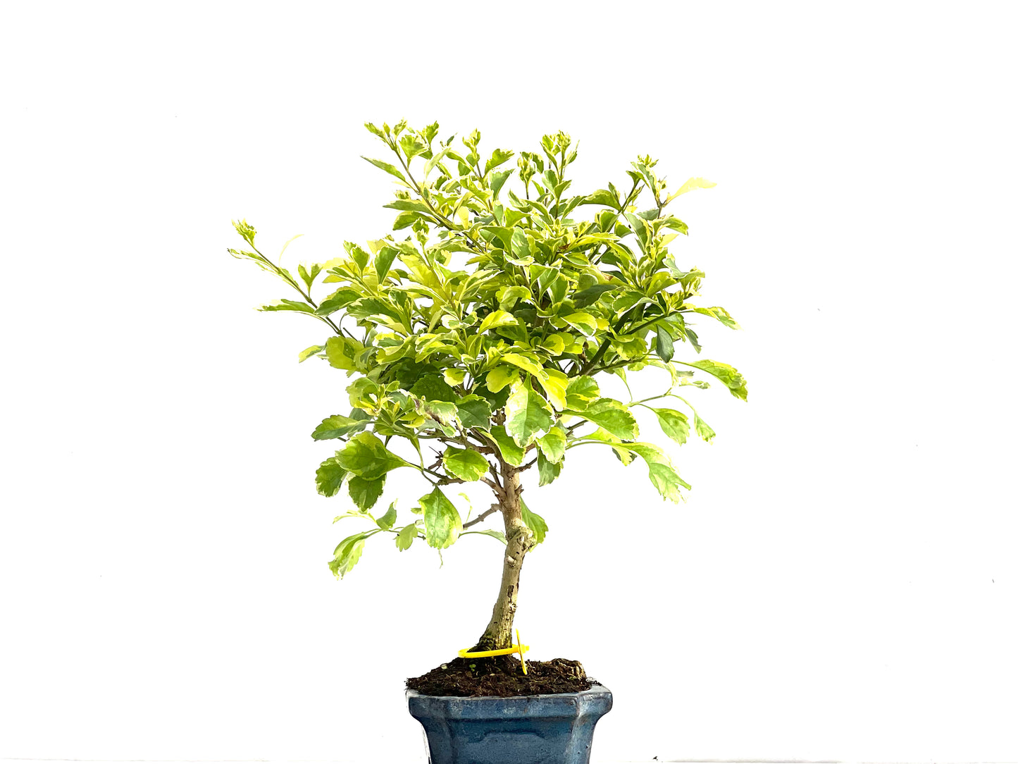 Durantha Repens Aura 2773
