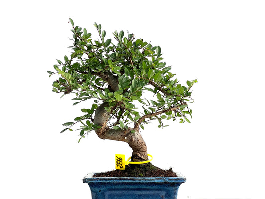 Ulmus Parvifolia 2776
