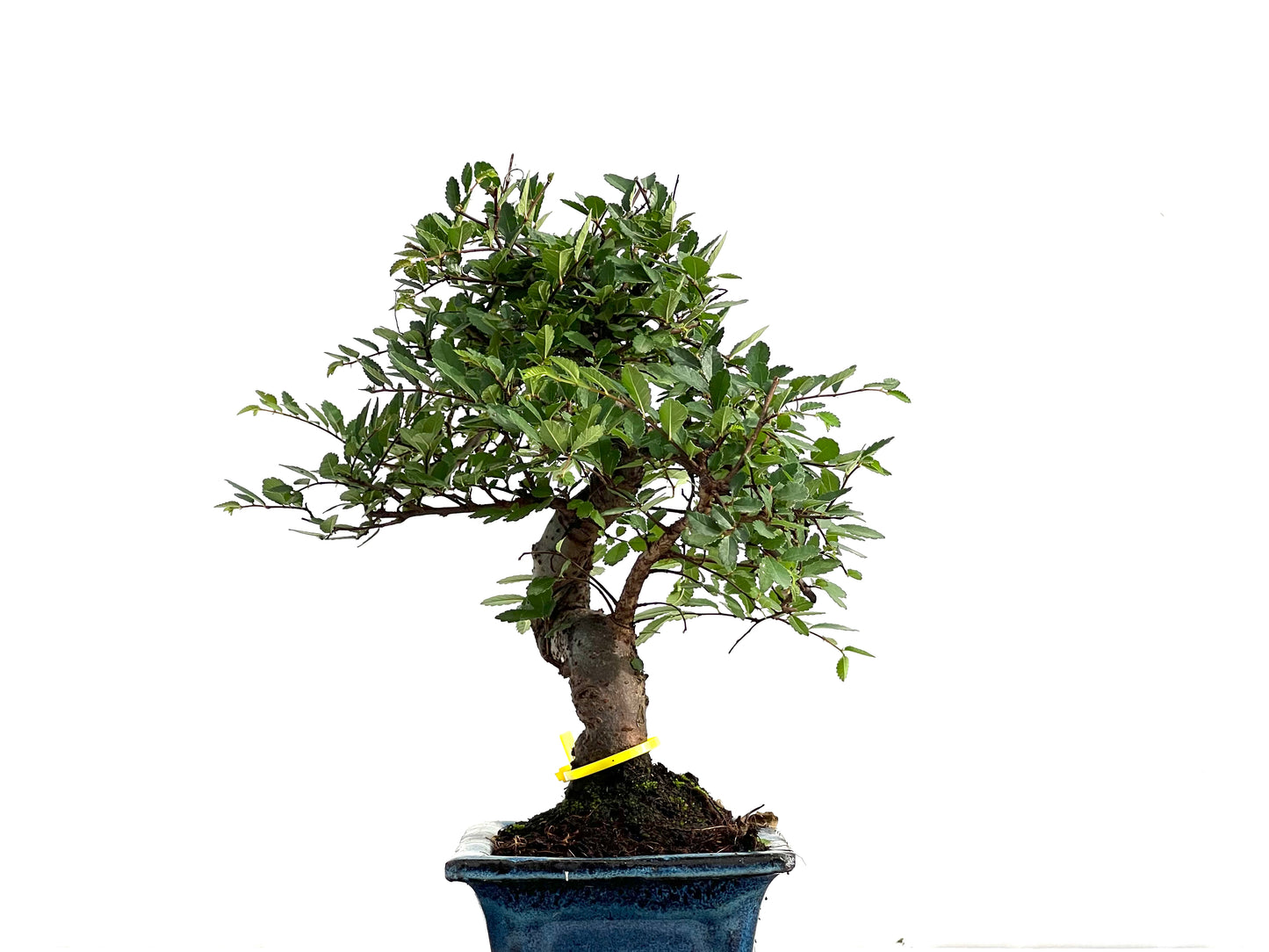 Ulmus Parvifolia 2776