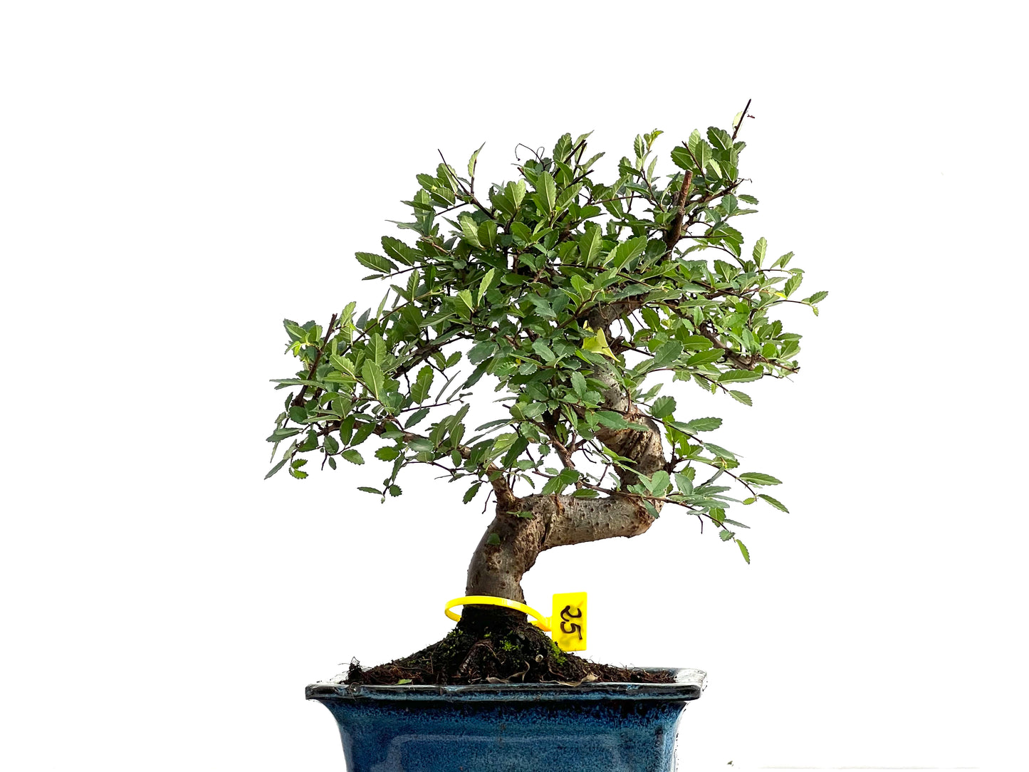 Ulmus Parvifolia 2776