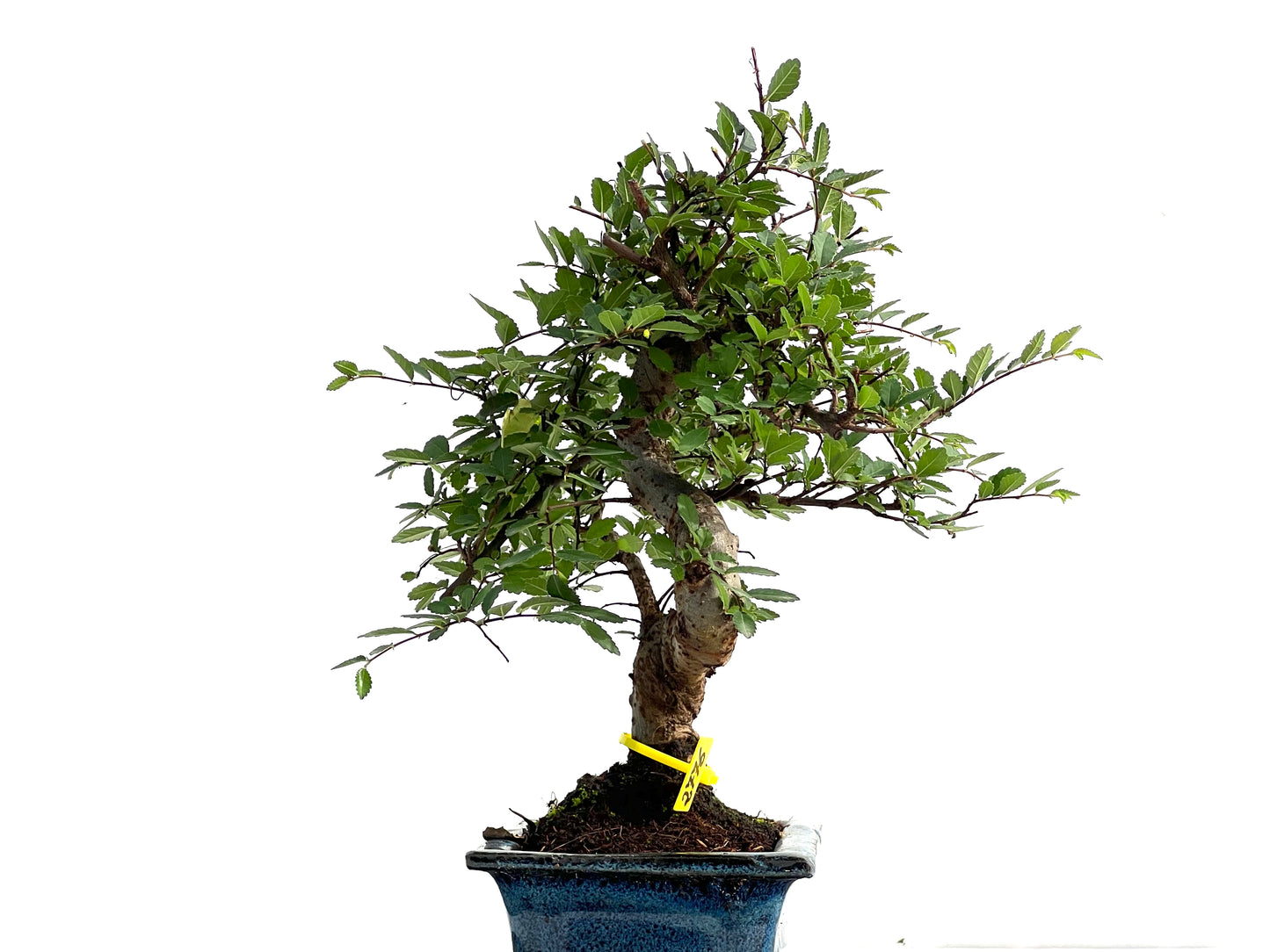 Ulmus Parvifolia 2776