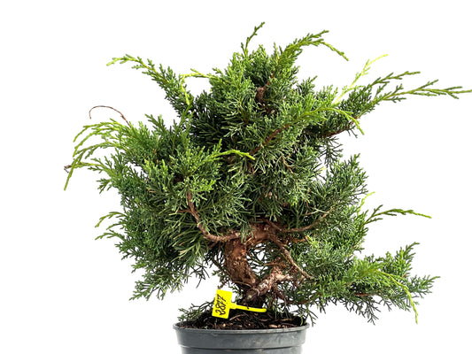Juniperus Chinensis Kyshu 2877