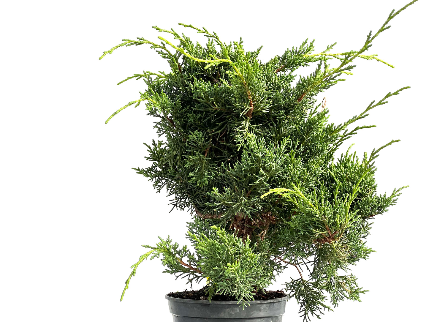 Juniperus Chinensis Kyshu 2877