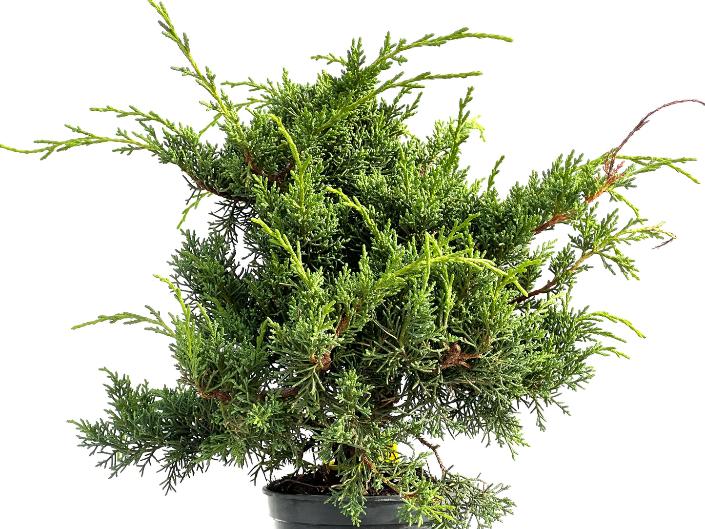 Juniperus Chinensis Kyshu 2877