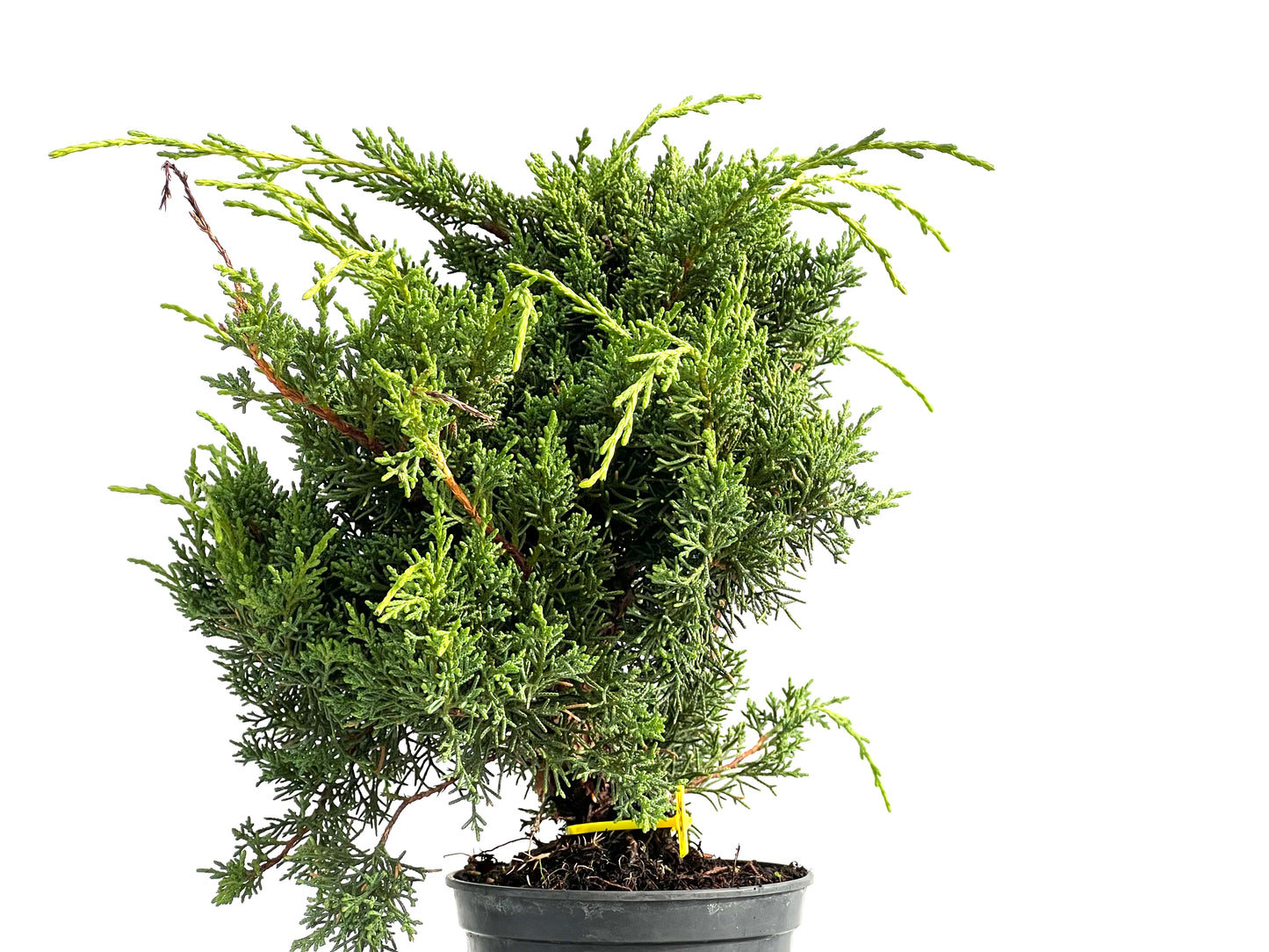 Juniperus Chinensis Kyshu 2877