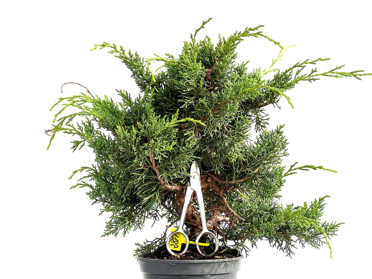 Juniperus Chinensis Kyshu 2877