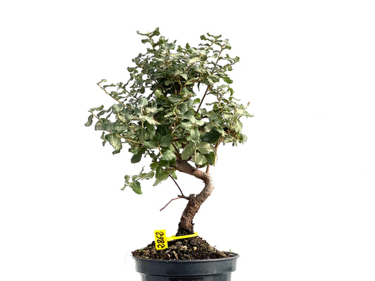 Quercus Suber 2862