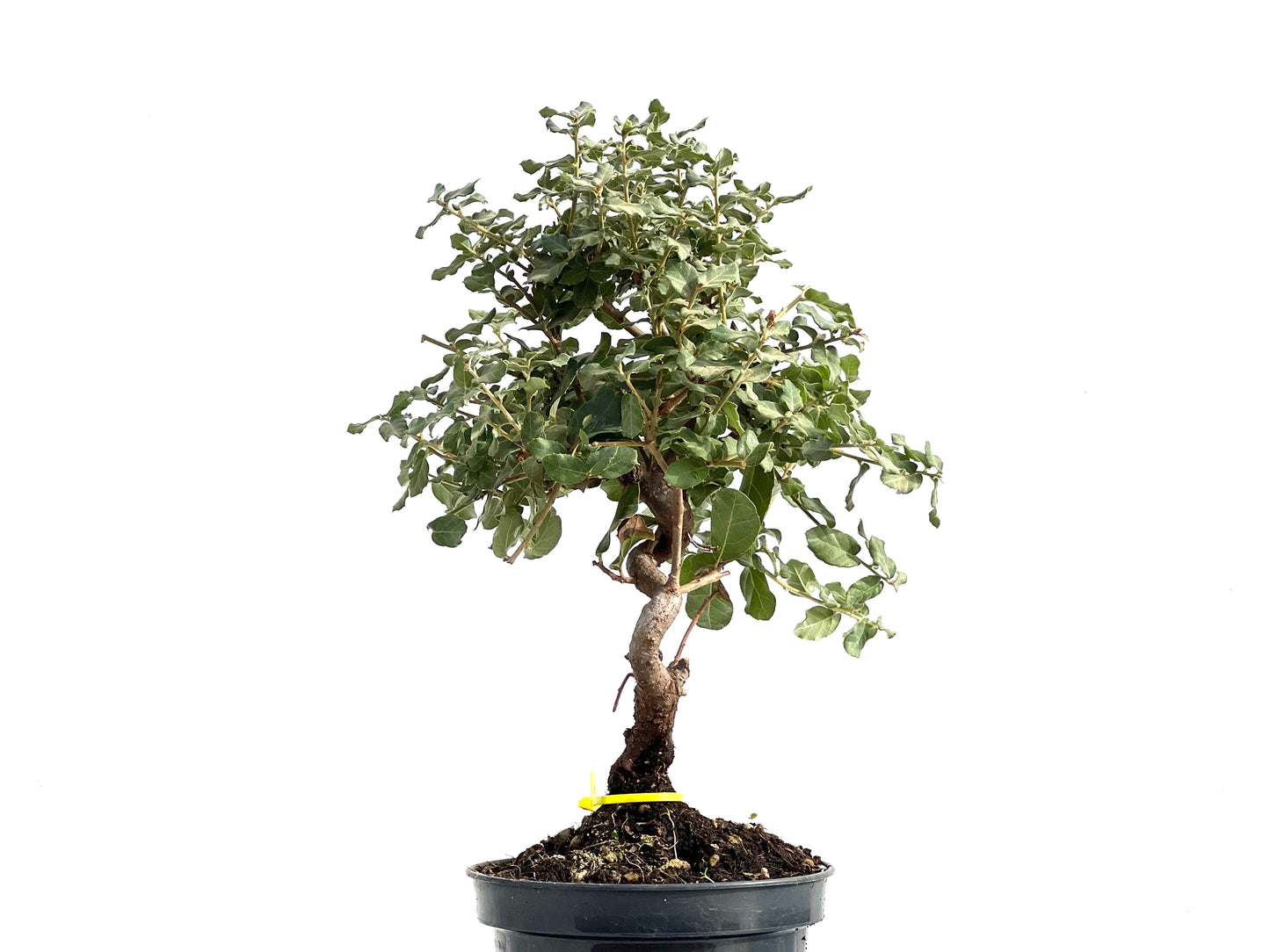 Quercus Suber 2862