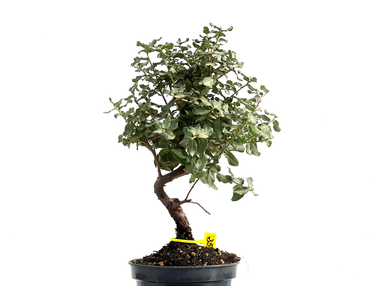 Quercus Suber 2862