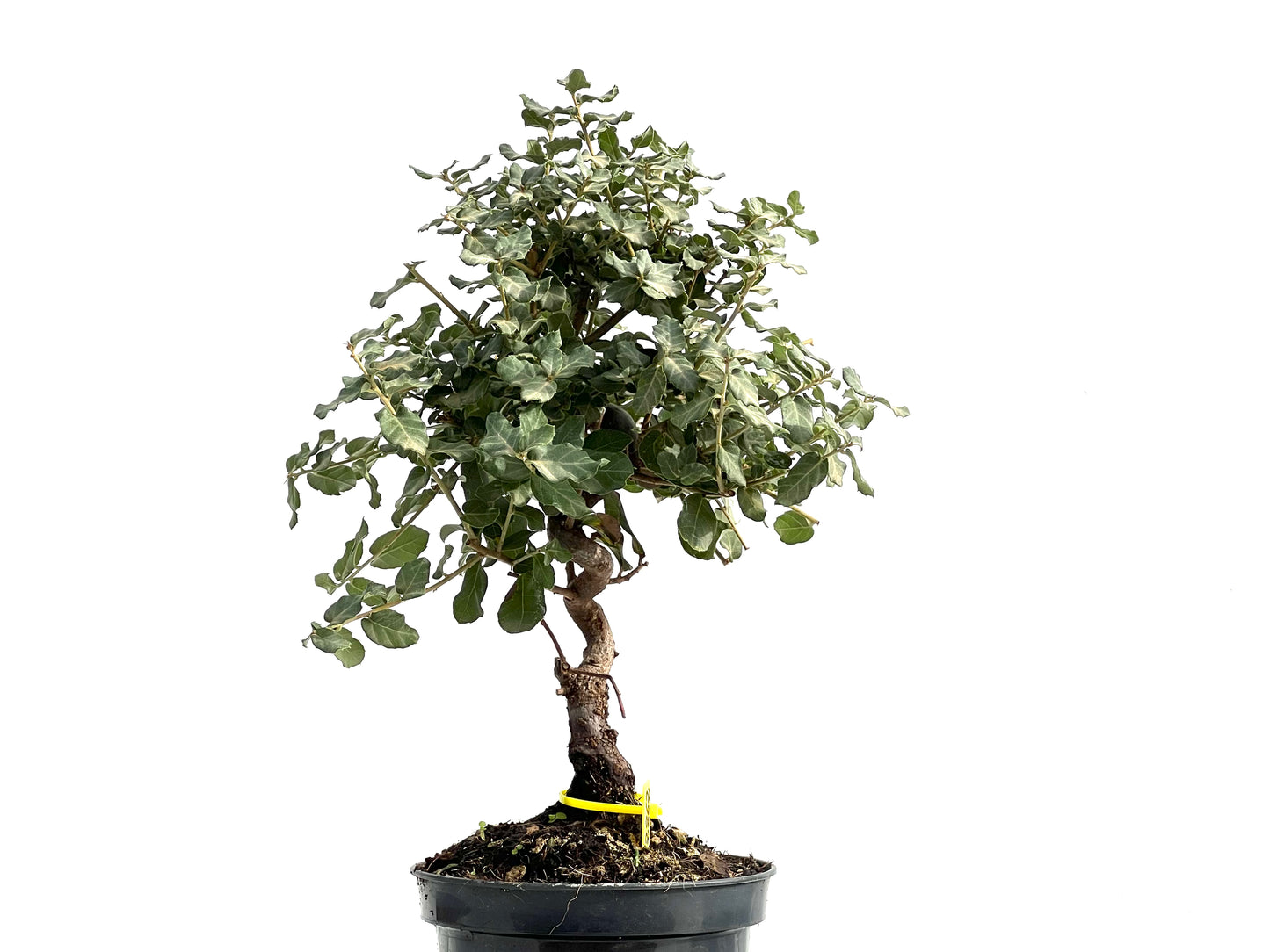 Quercus Suber 2862