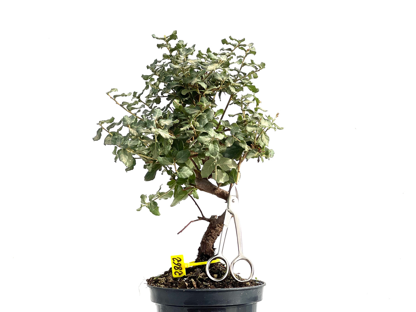 Quercus Suber 2862