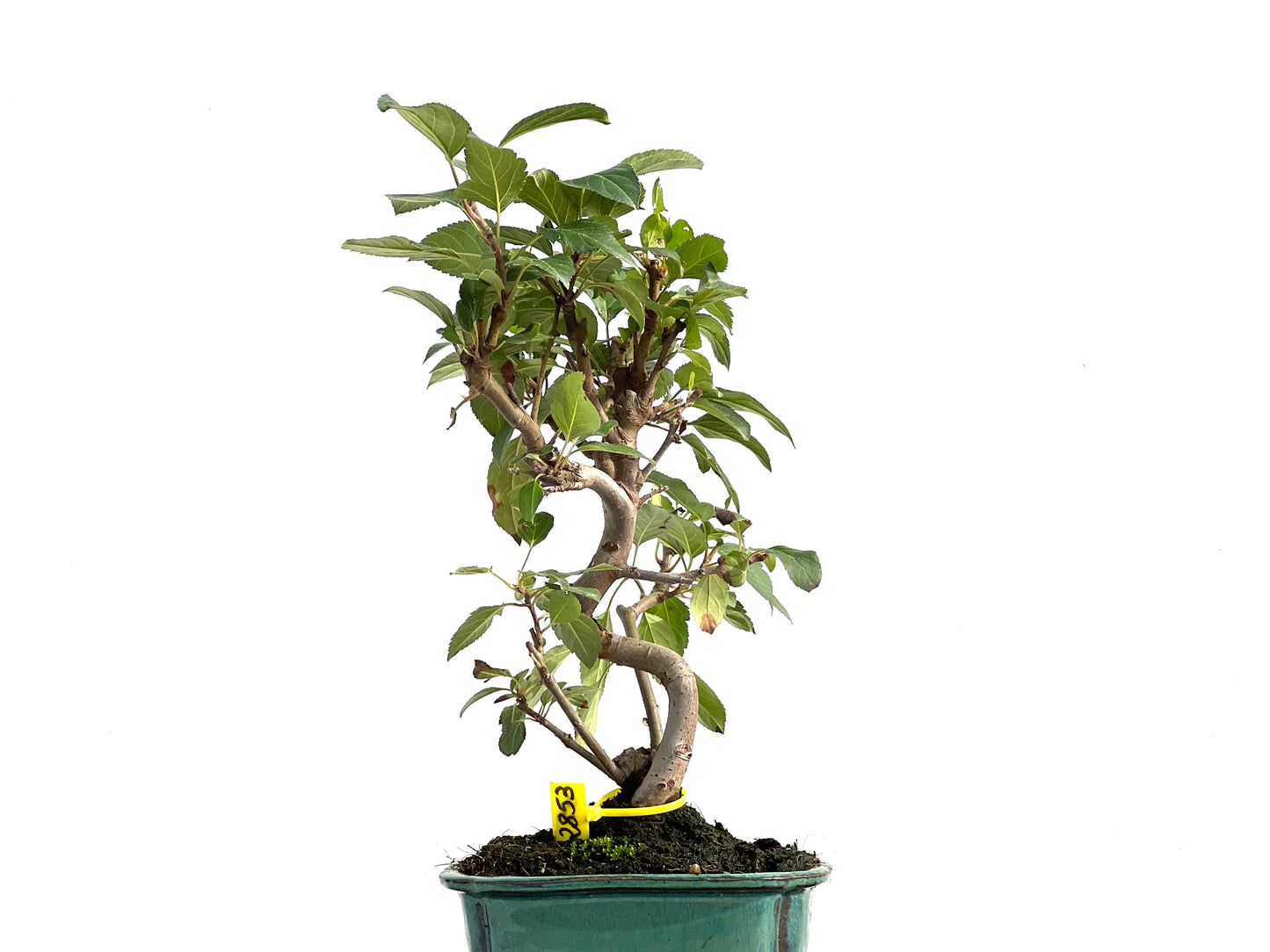 Malus Everest 2853