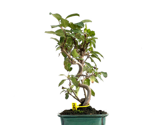 Malus Everest 2853