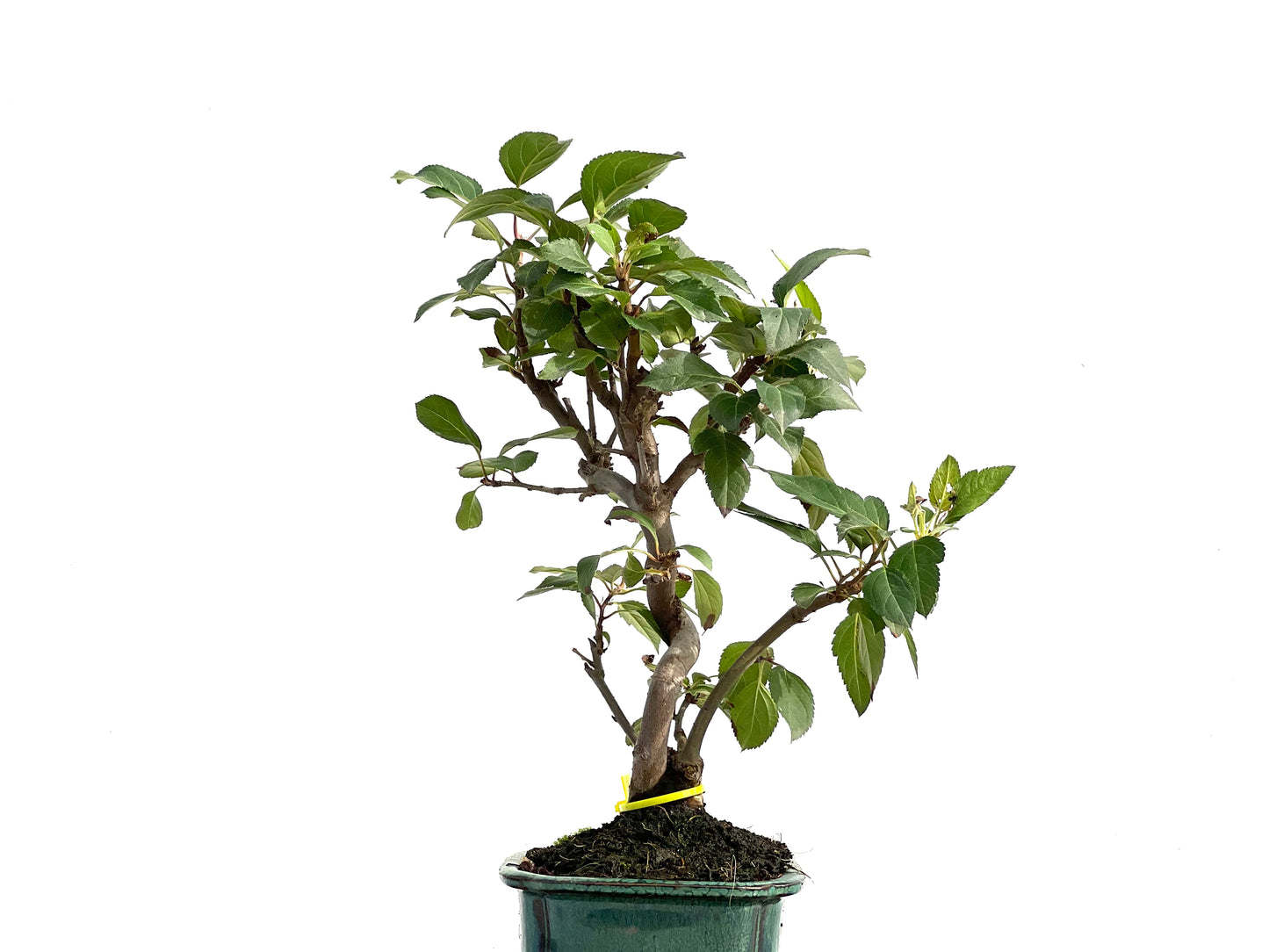 Malus Everest 2853