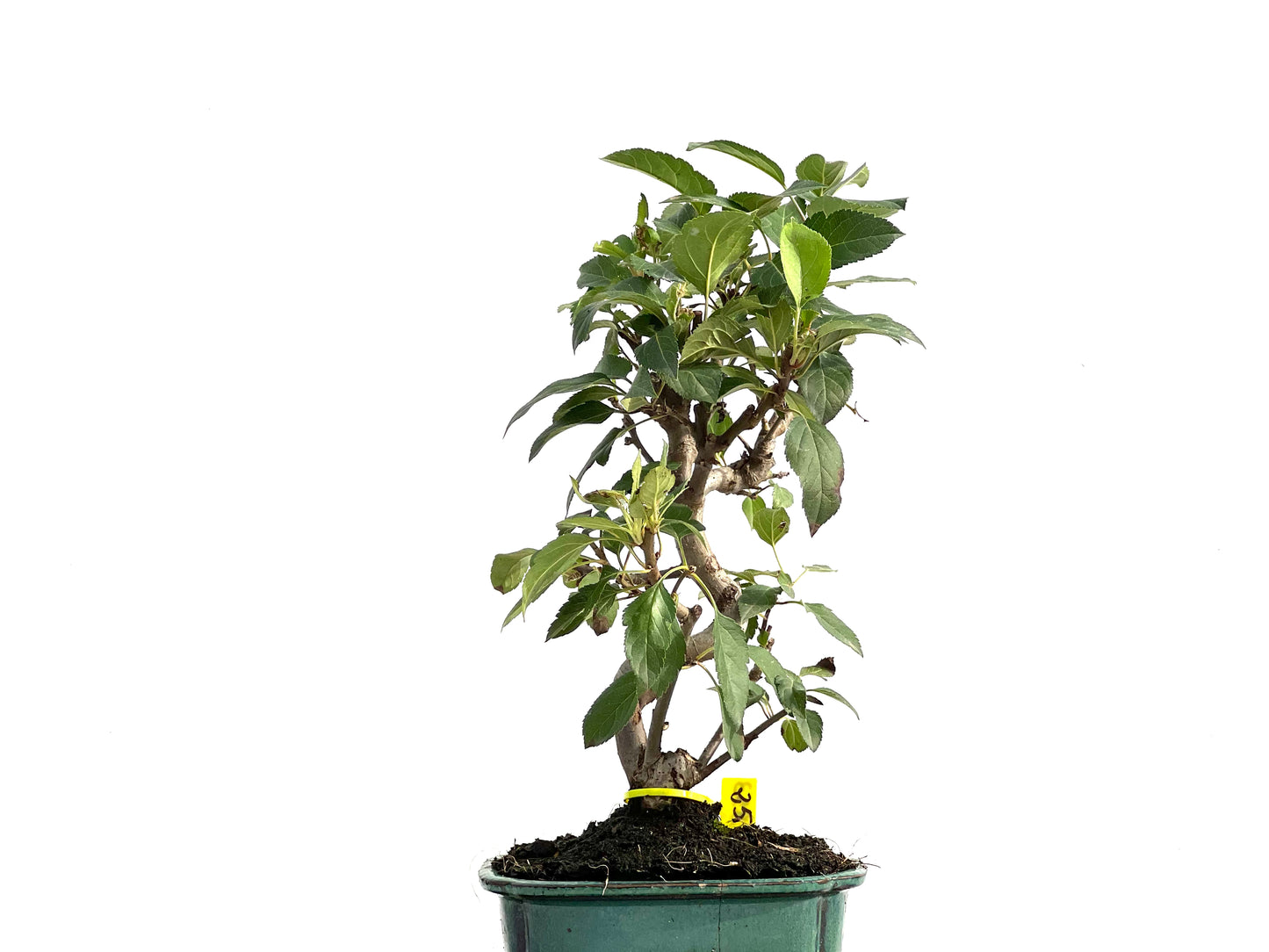 Malus Everest 2853