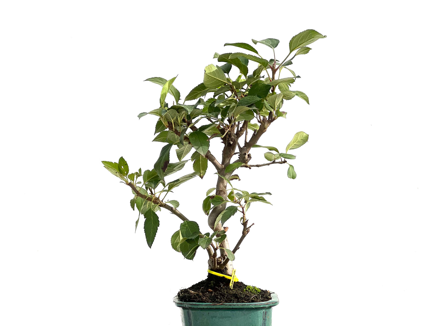 Malus Everest 2853