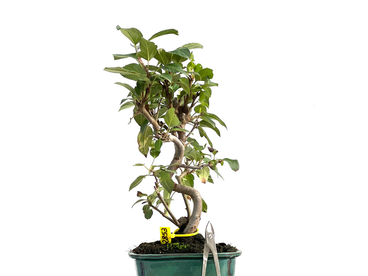 Malus Everest 2853