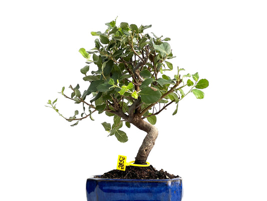 Quercus Suber 2852