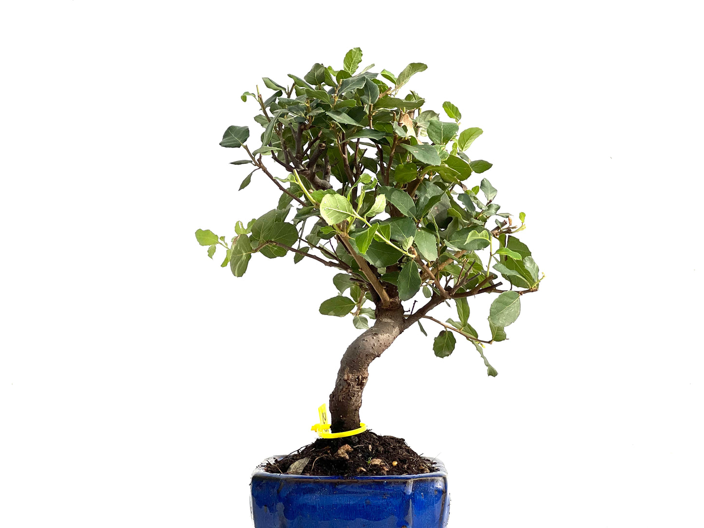 Quercus Suber 2852