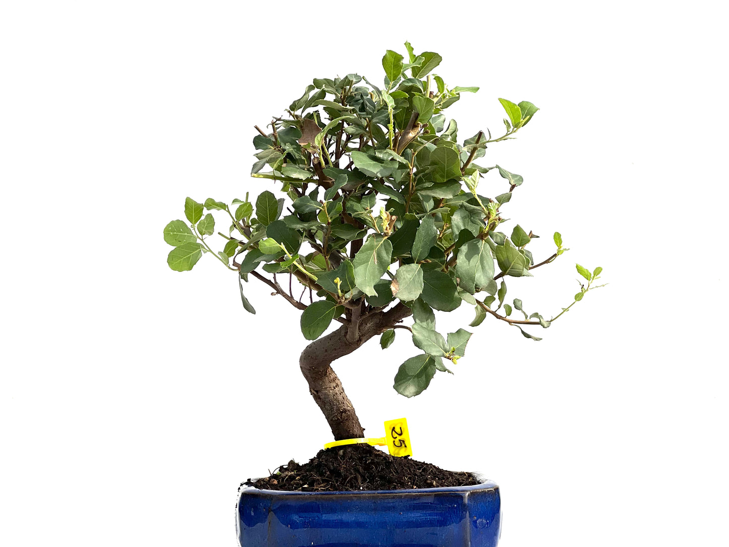 Quercus Suber 2852