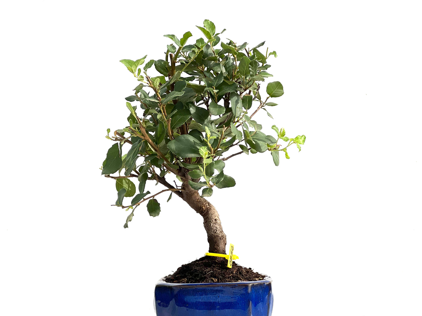 Quercus Suber 2852