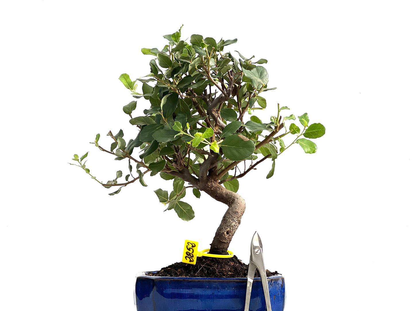 Quercus Suber 2852