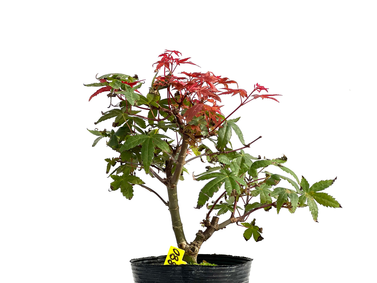 Acer Palmatum Deshojo 2880