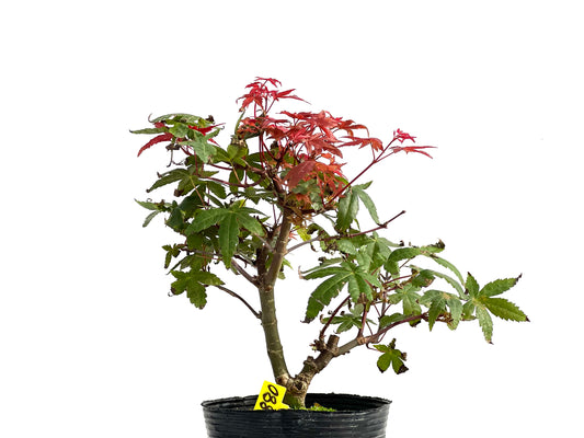 Acer Palmatum Deshojo 2880