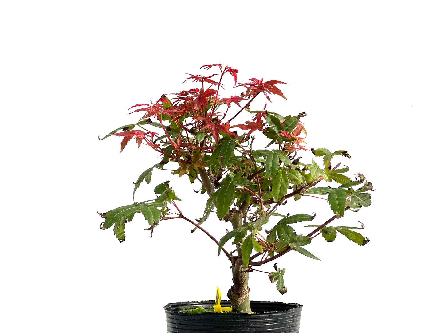 Acer Palmatum Deshojo 2880