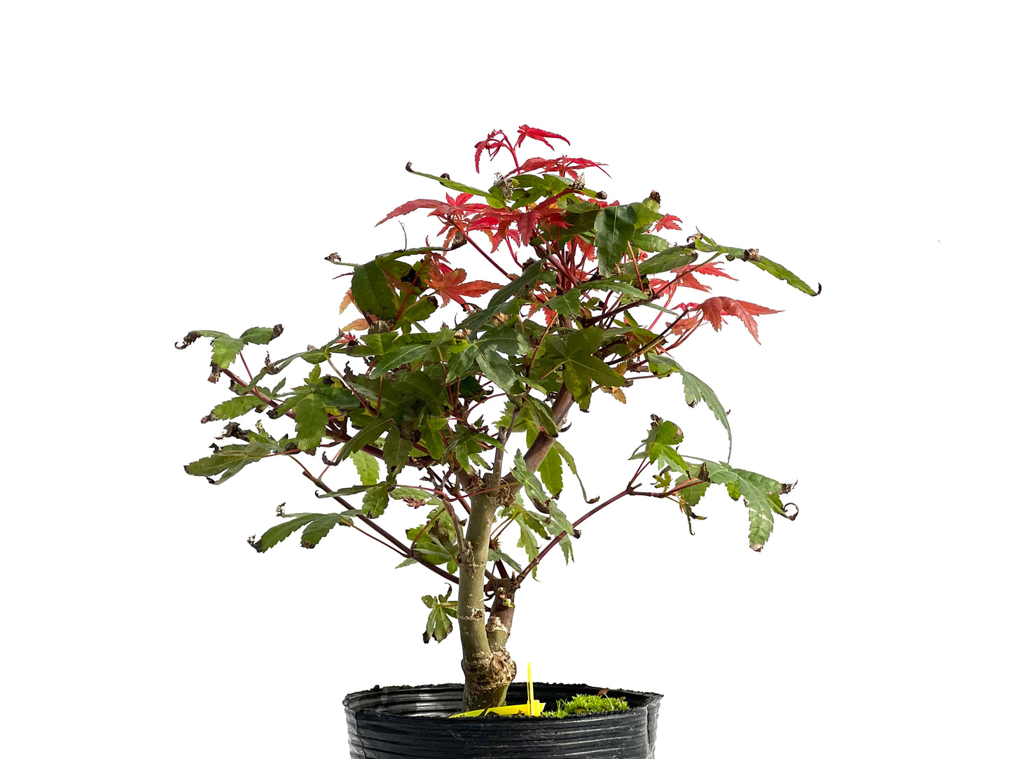 Acer Palmatum Deshojo 2880