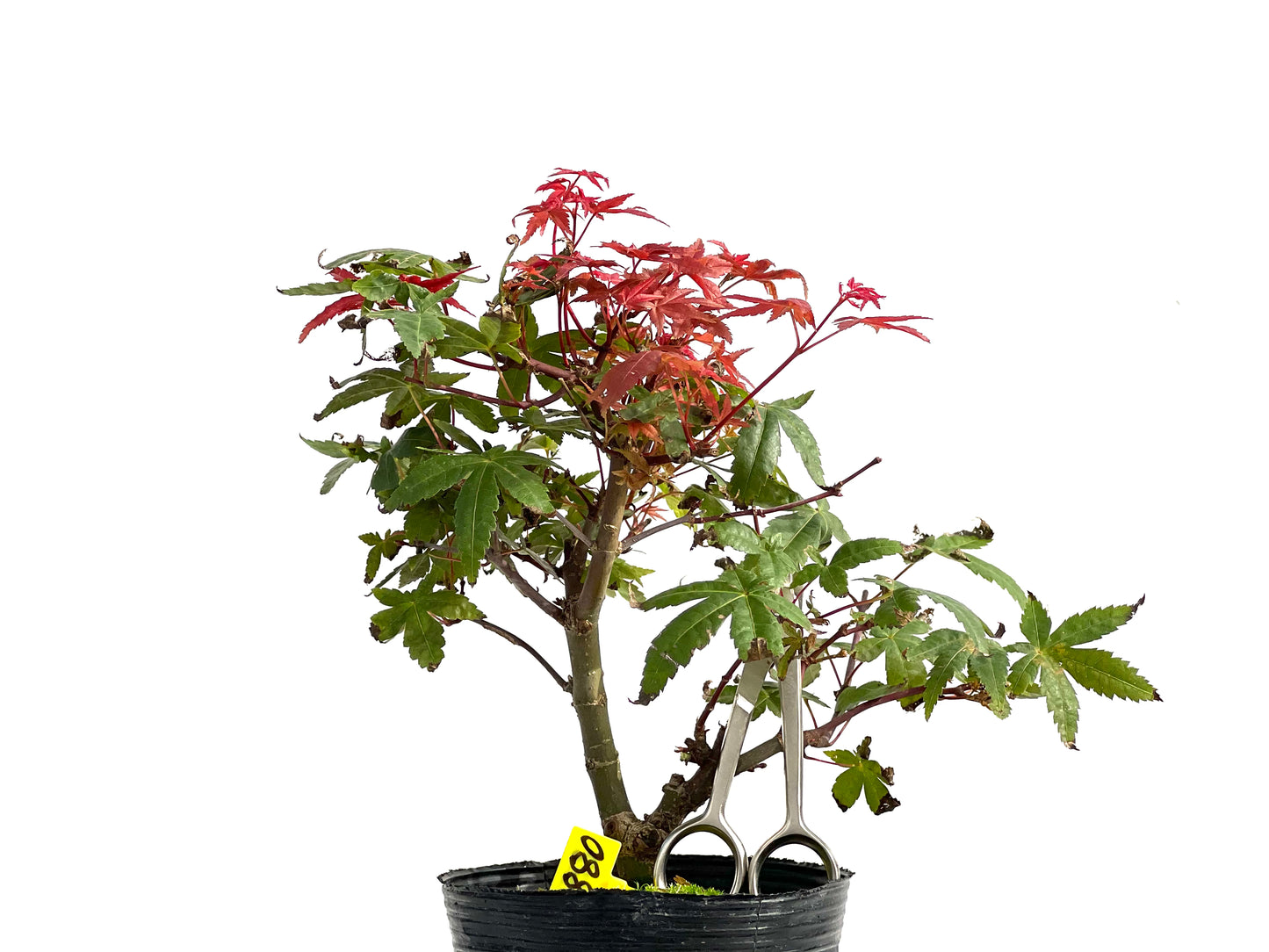 Acer Palmatum Deshojo 2880