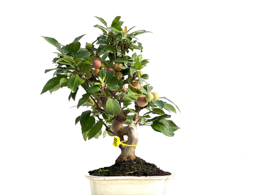 Malus Everest 2887