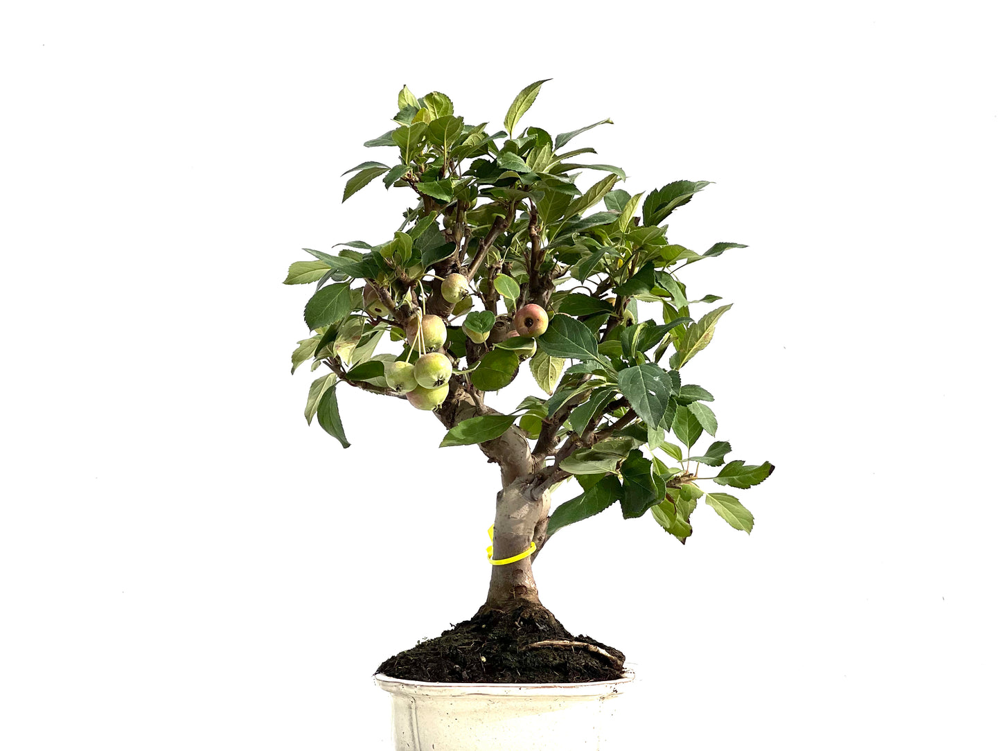 Malus Everest 2887