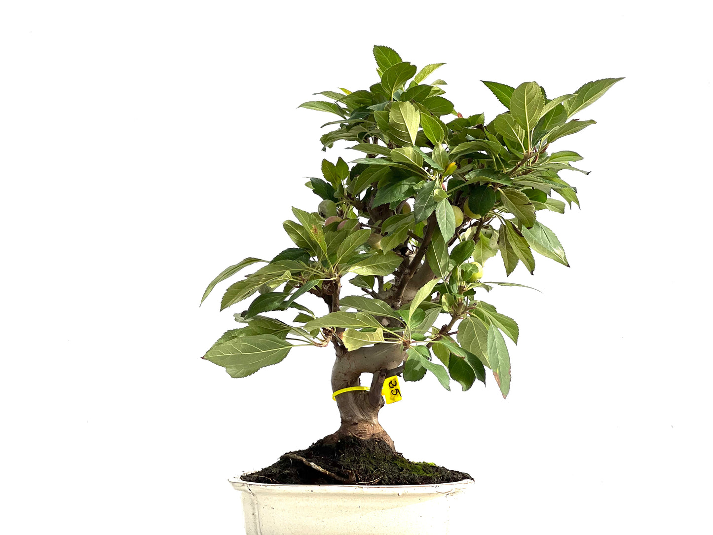 Malus Everest 2887