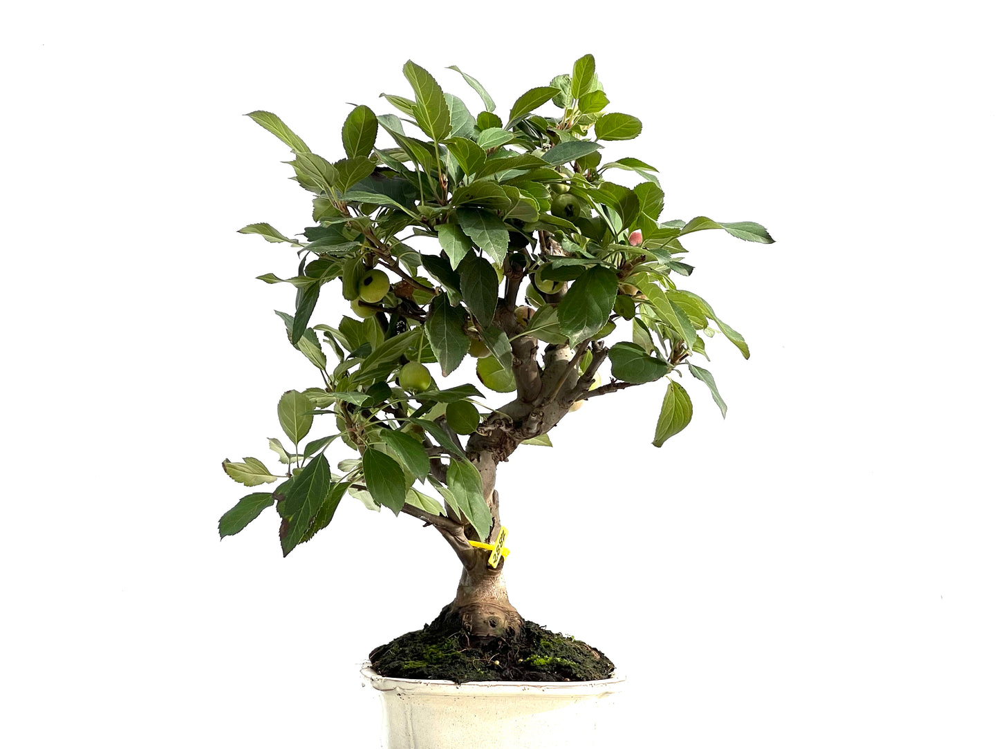 Malus Everest 2887
