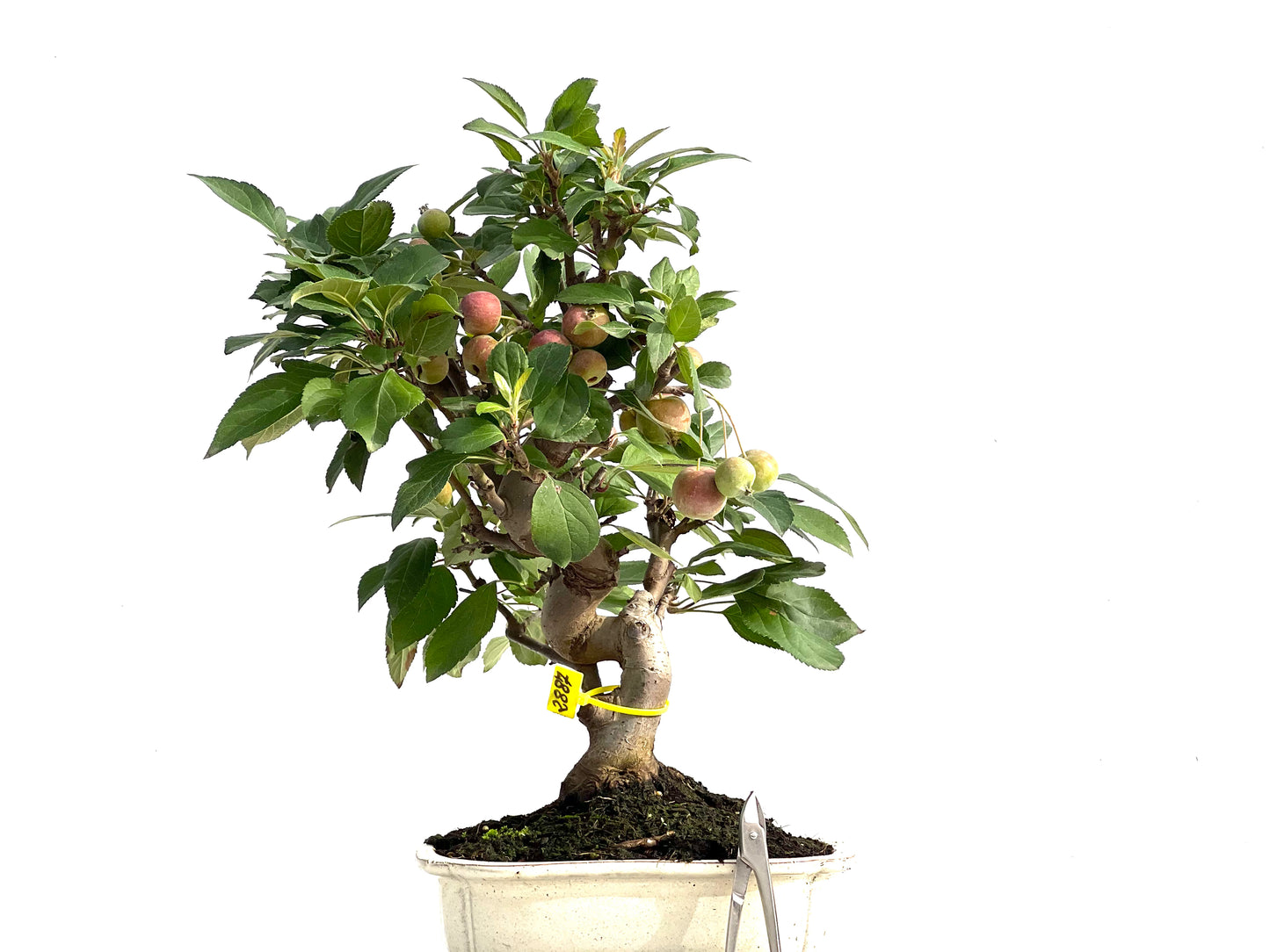 Malus Everest 2887