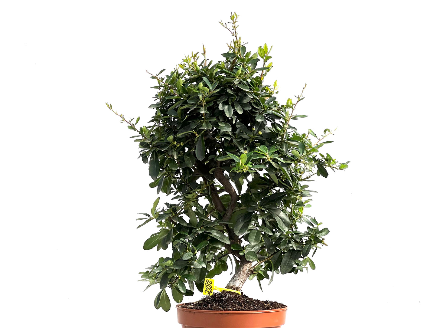 Pyracantha 2888