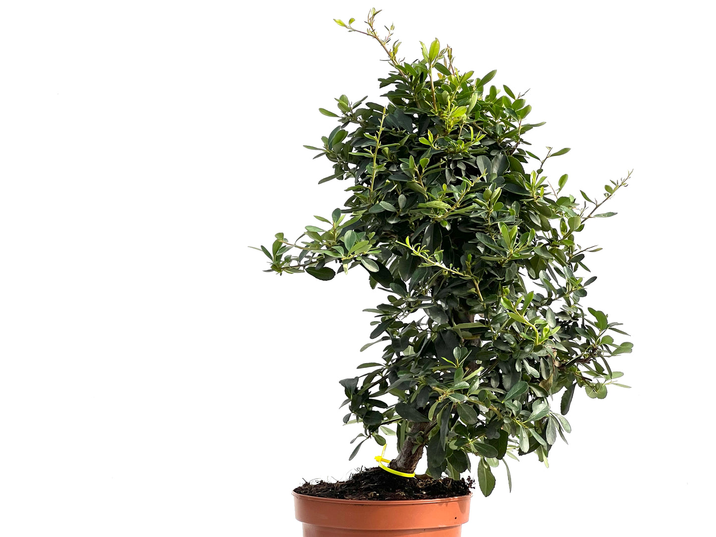 Pyracantha 2888