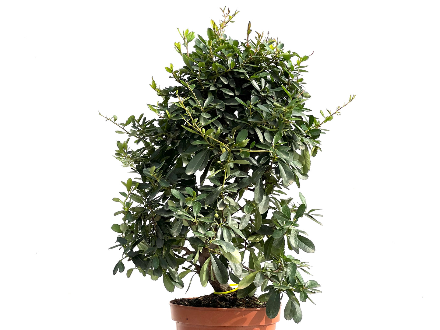 Pyracantha 2888