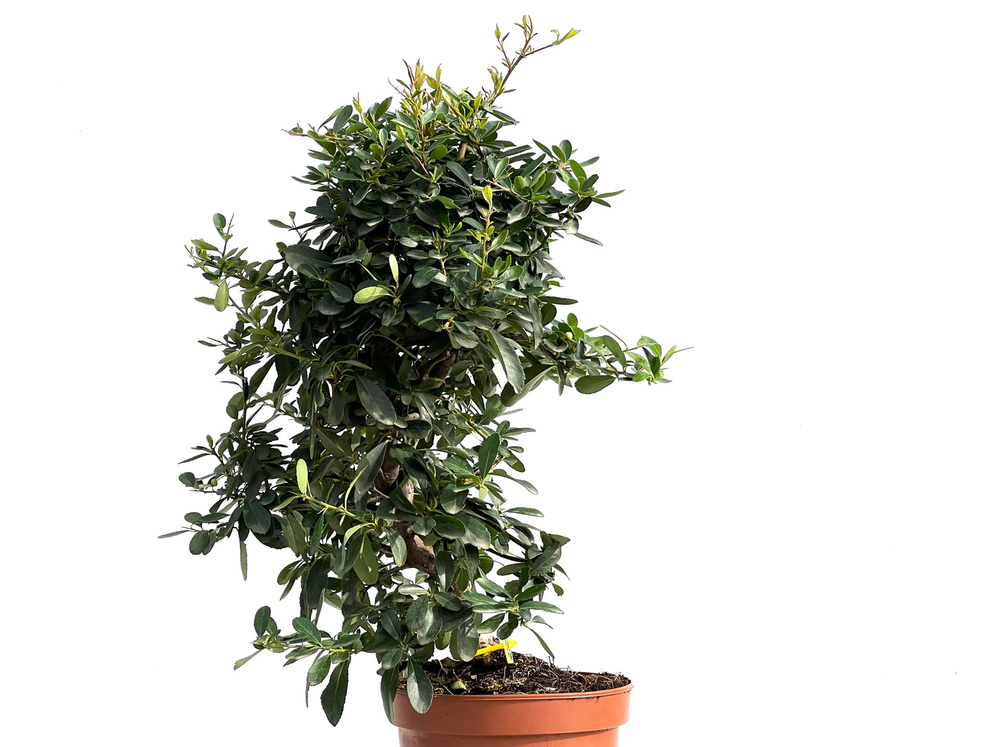 Pyracantha 2888