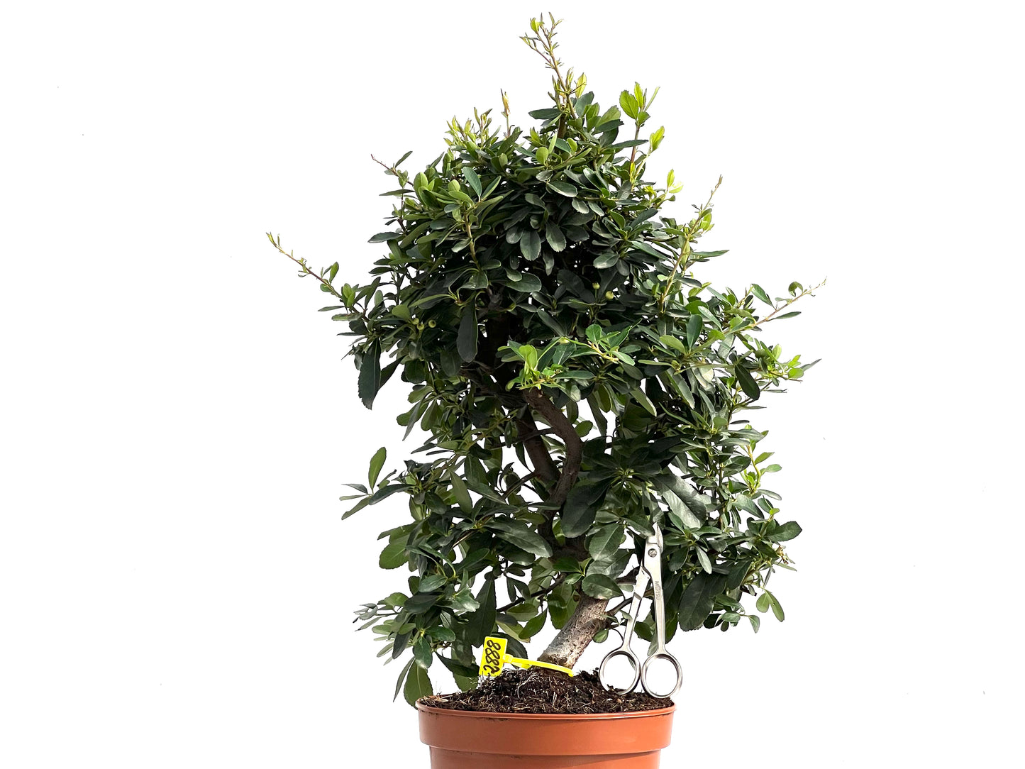 Pyracantha 2888