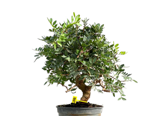 Pistacia Lentiscus 2886