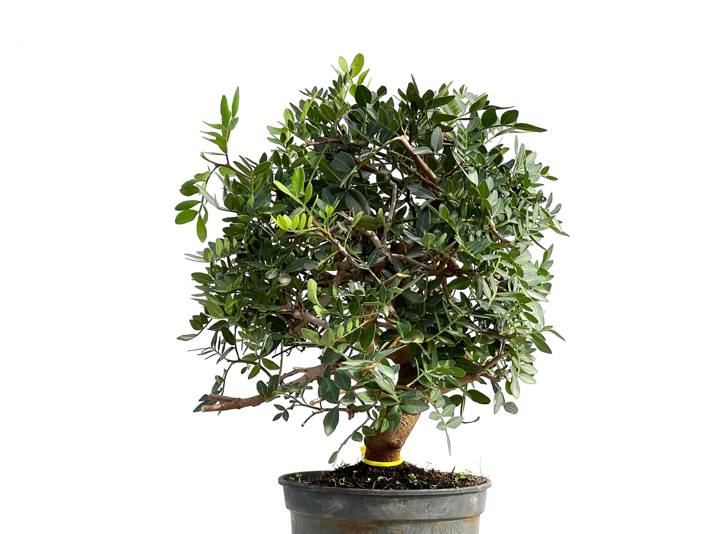 Pistacia Lentiscus 2886