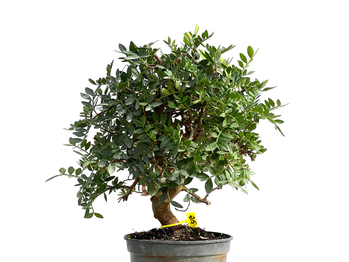 Pistacia Lentiscus 2886