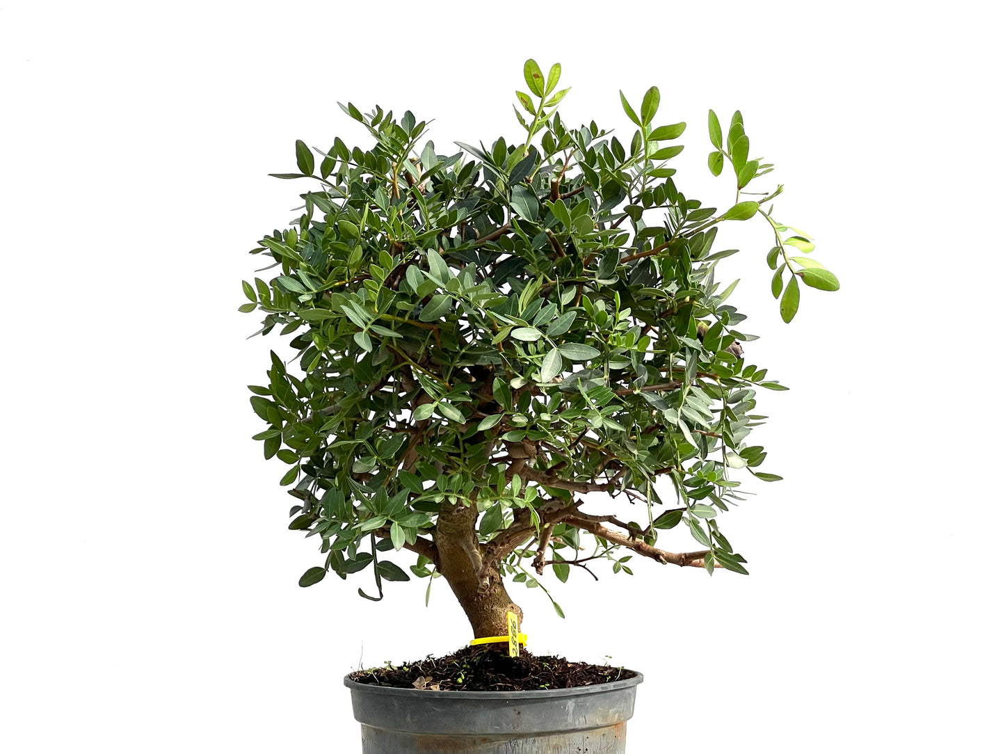 Pistacia Lentiscus 2886