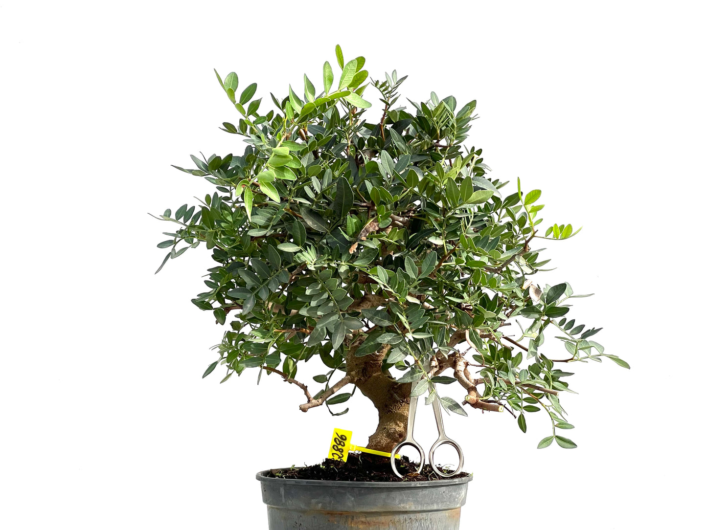 Pistacia Lentiscus 2886