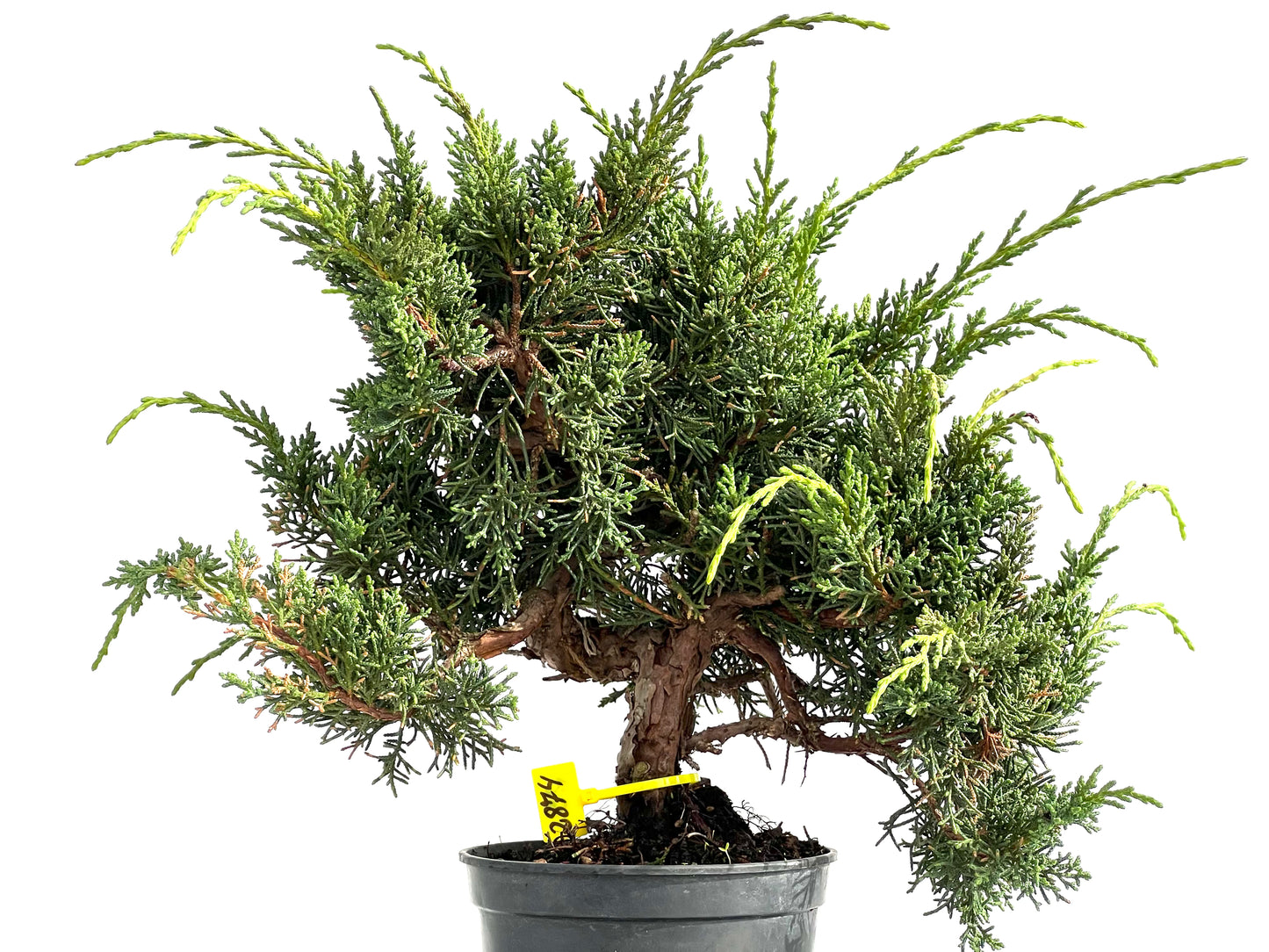 Juniperus Chinensis Kyshu 2874